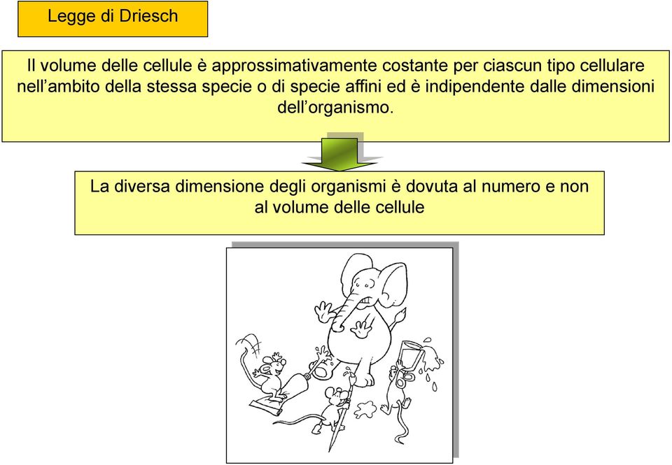 affini ed è indipendente dalle dimensioni dell organismo.