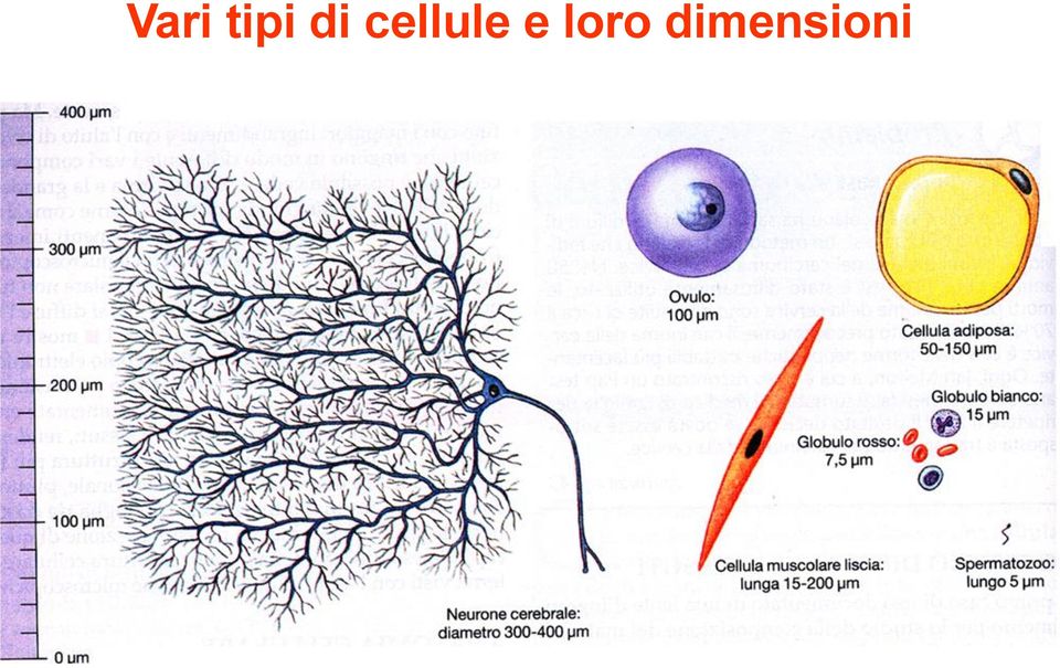 cellule e