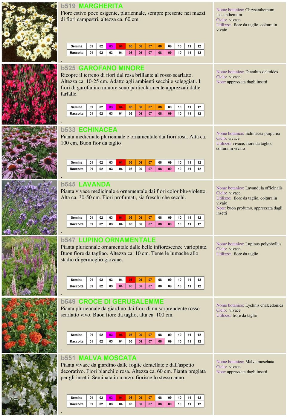 farfalle Nome botanico: Dianthus deltoides b533 ECHINACEA Pianta medicinale pluriennale e ornamentale dai fiori rosa Alta ca 0 cm Buon fior da taglio Nome botanico: Echinacea purpurea Utilizzo: