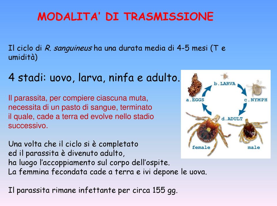 Il parassita, per compiere ciascuna muta, necessita di un pasto di sangue, terminato il quale, cade a terra ed evolve nello