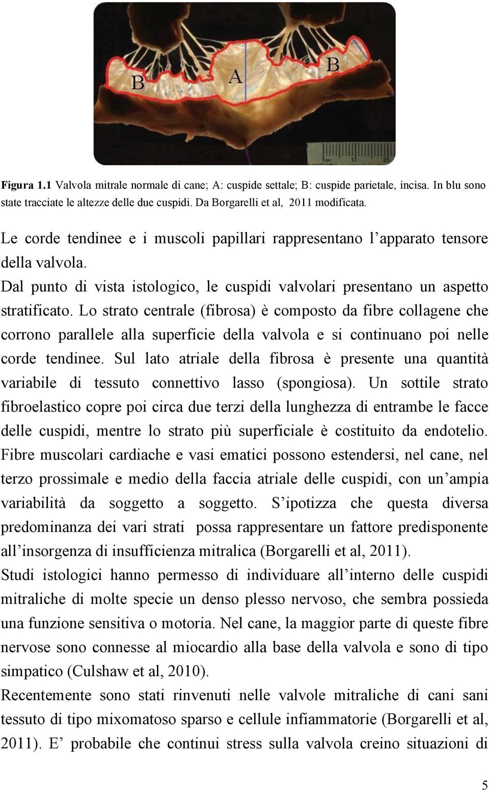 Lo strato centrale (fibrosa) è composto da fibre collagene che corrono parallele alla superficie della valvola e si continuano poi nelle corde tendinee.