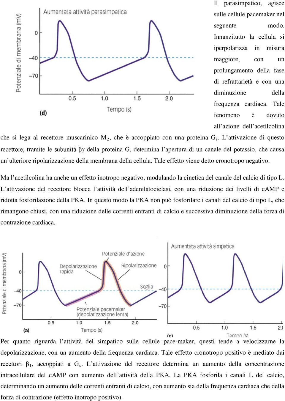 Tale fenomeno è dovuto all azione dell acetilcolina che si lega al recettore muscarinico M 2, che è accoppiato con una proteina G i.