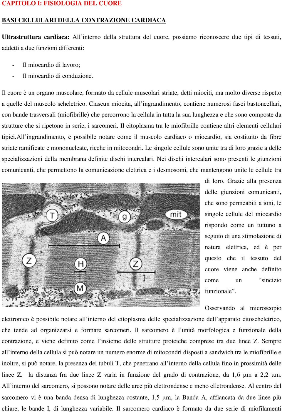 Il cuore è un organo muscolare, formato da cellule muscolari striate, detti miociti, ma molto diverse rispetto a quelle del muscolo scheletrico.