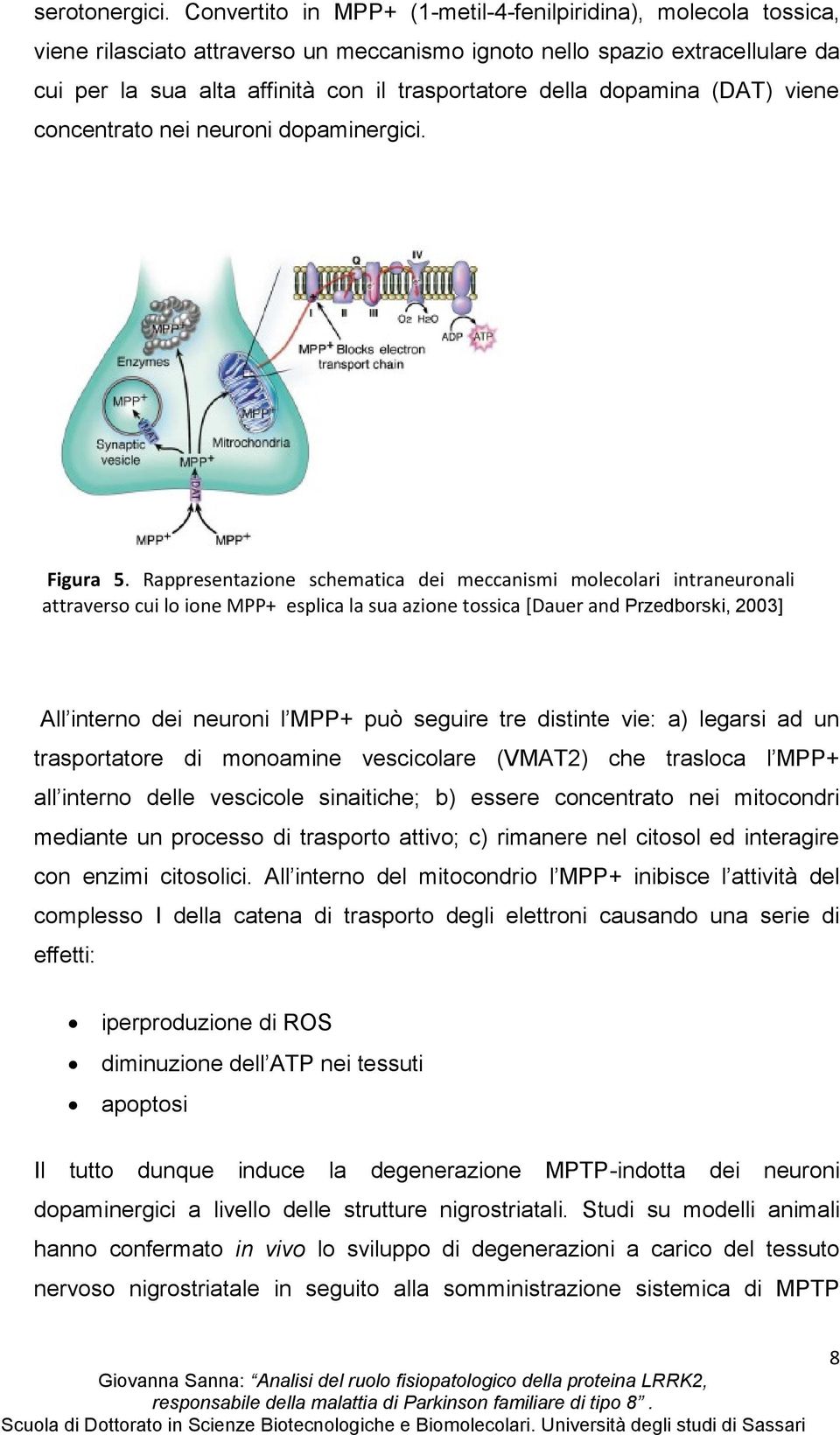 dopamina (DAT) viene concentrato nei neuroni dopaminergici. Figura 5.