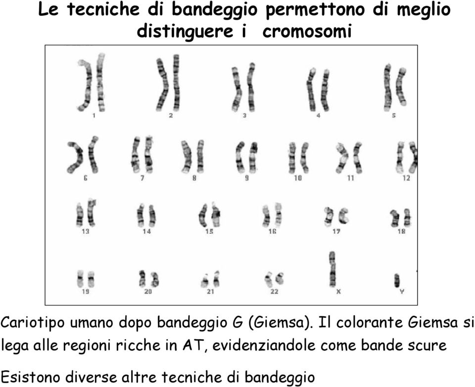 Il colorante Giemsa si lega alle regioni ricche in AT,