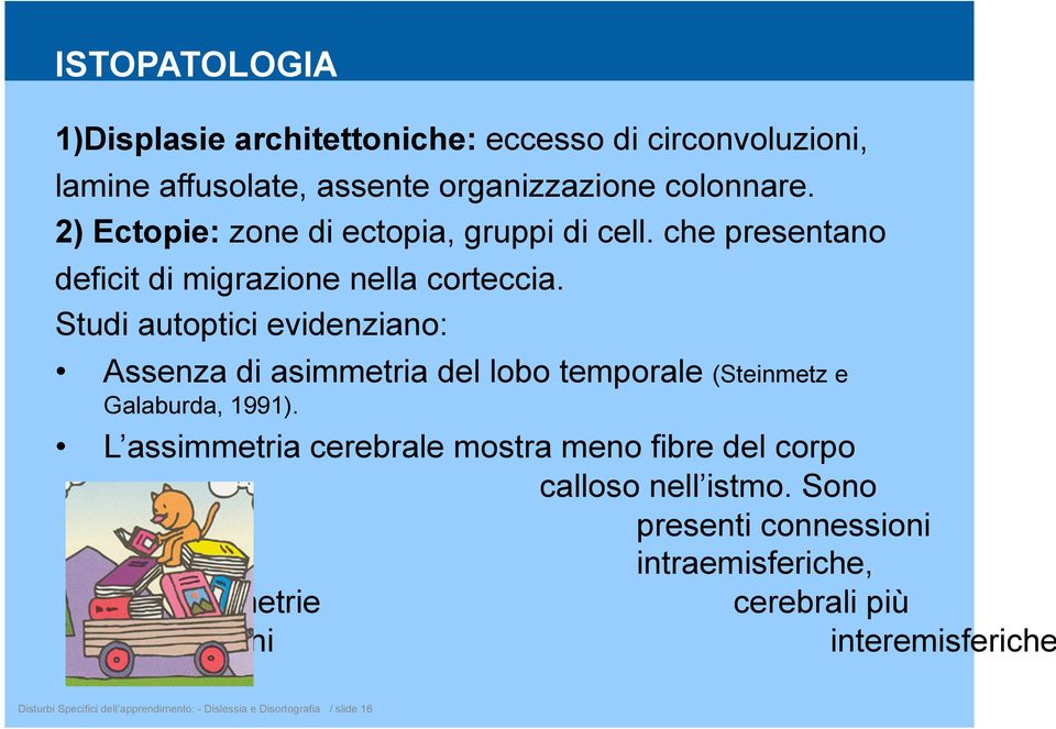 Studi autoptici evidenziano: Assenza di asimmetria del lobo temporale (Steinmetz e Galaburda, 1991).