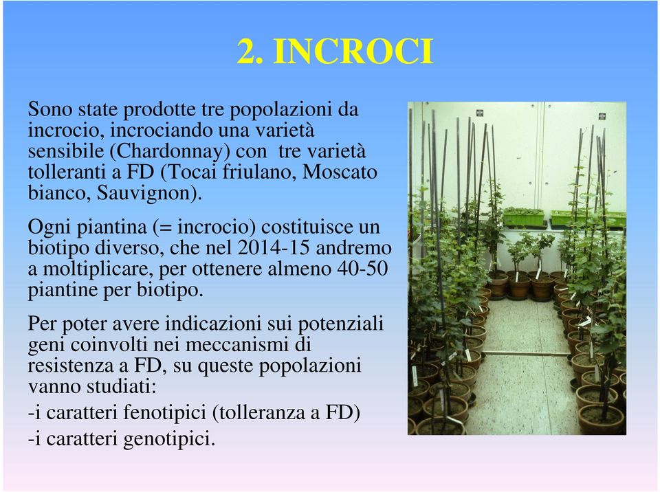 Ogni piantina (= incrocio) costituisce un biotipo diverso, che nel 2014-15 andremo a moltiplicare, per ottenere almeno 40-50