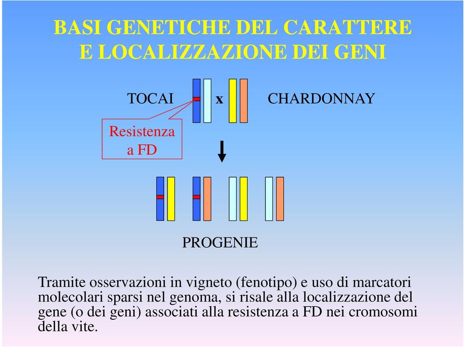 di marcatori molecolari sparsi nel genoma, si risale alla localizzazione