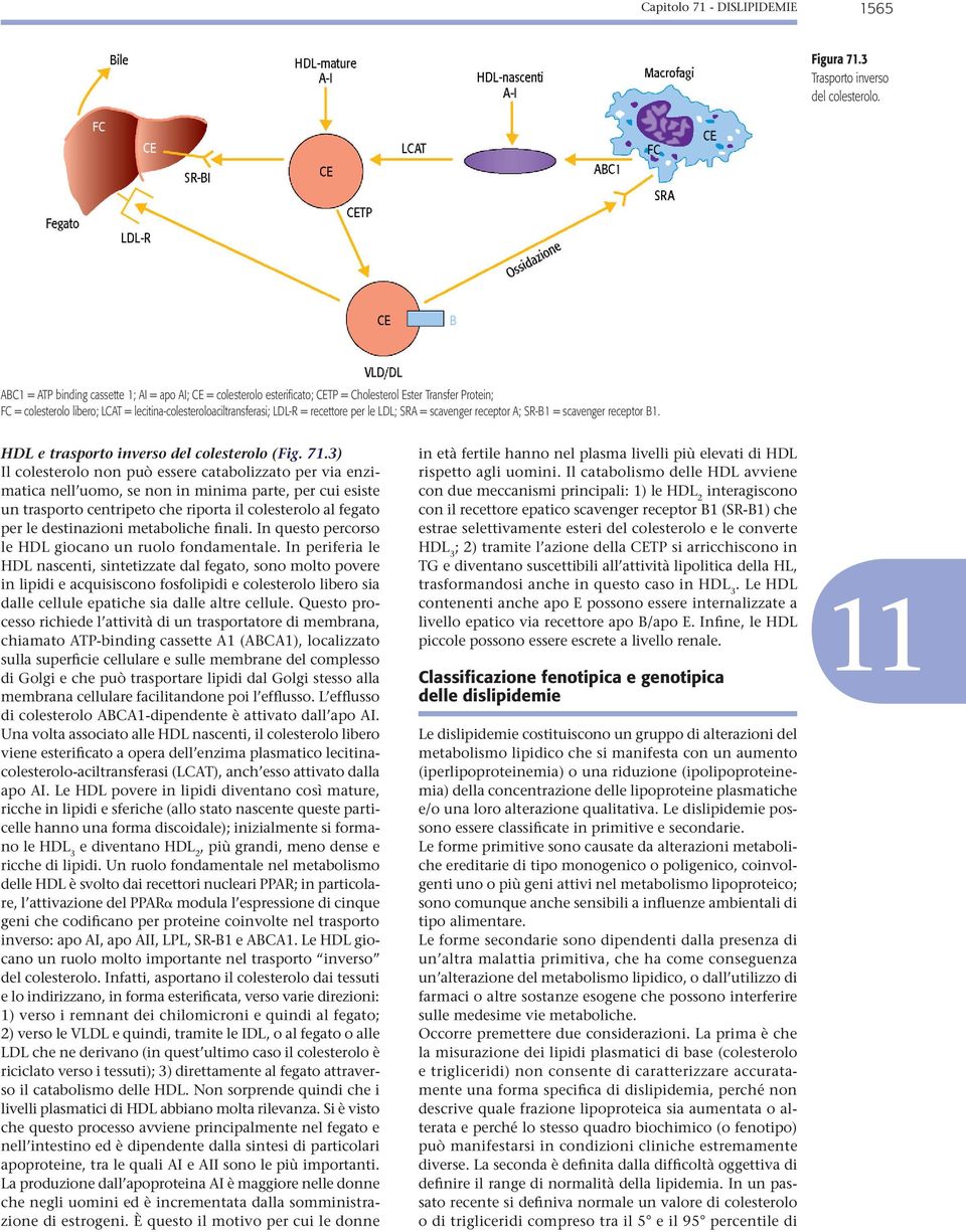 recettore per le LDL; SRA = scavenger receptor A; SR-B1 = scavenger receptor B1. HDL e trasporto inverso del colesterolo (Fig. 71.