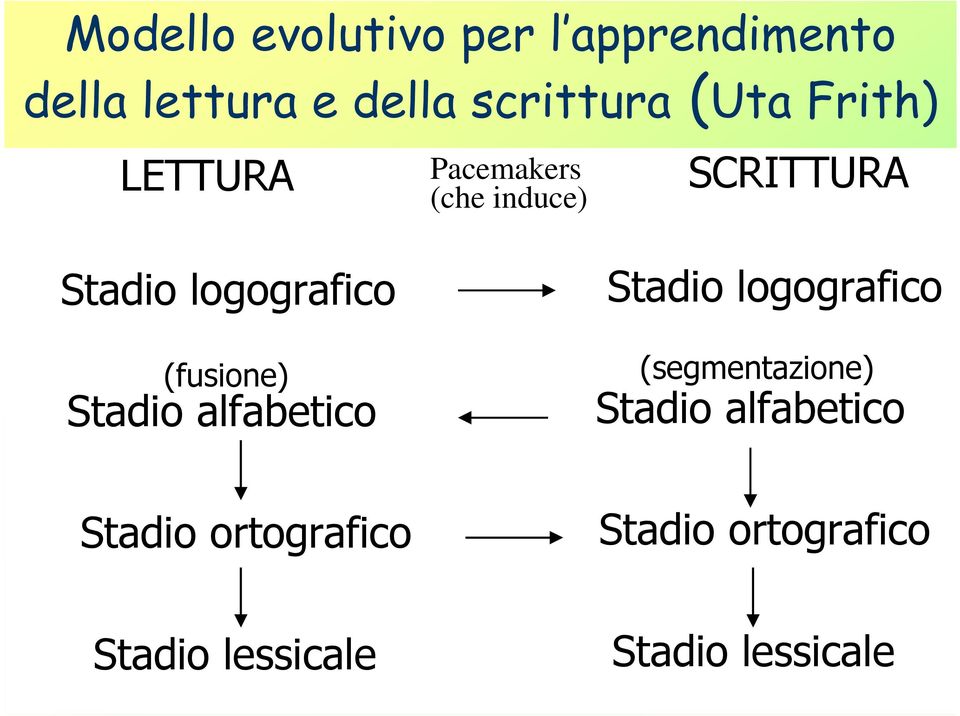 (fusione) Stadio alfabetico Stadio logografico (segmentazione) Stadio