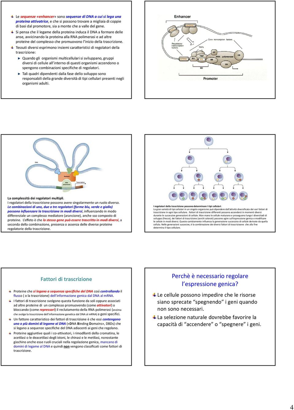 Tessuti diversi esprimono insiemi caratteristici di regolatori della trascrizione: Quando gli organismi multicellulari si sviluppano, gruppi diversi di cellule all interno di questi organismi