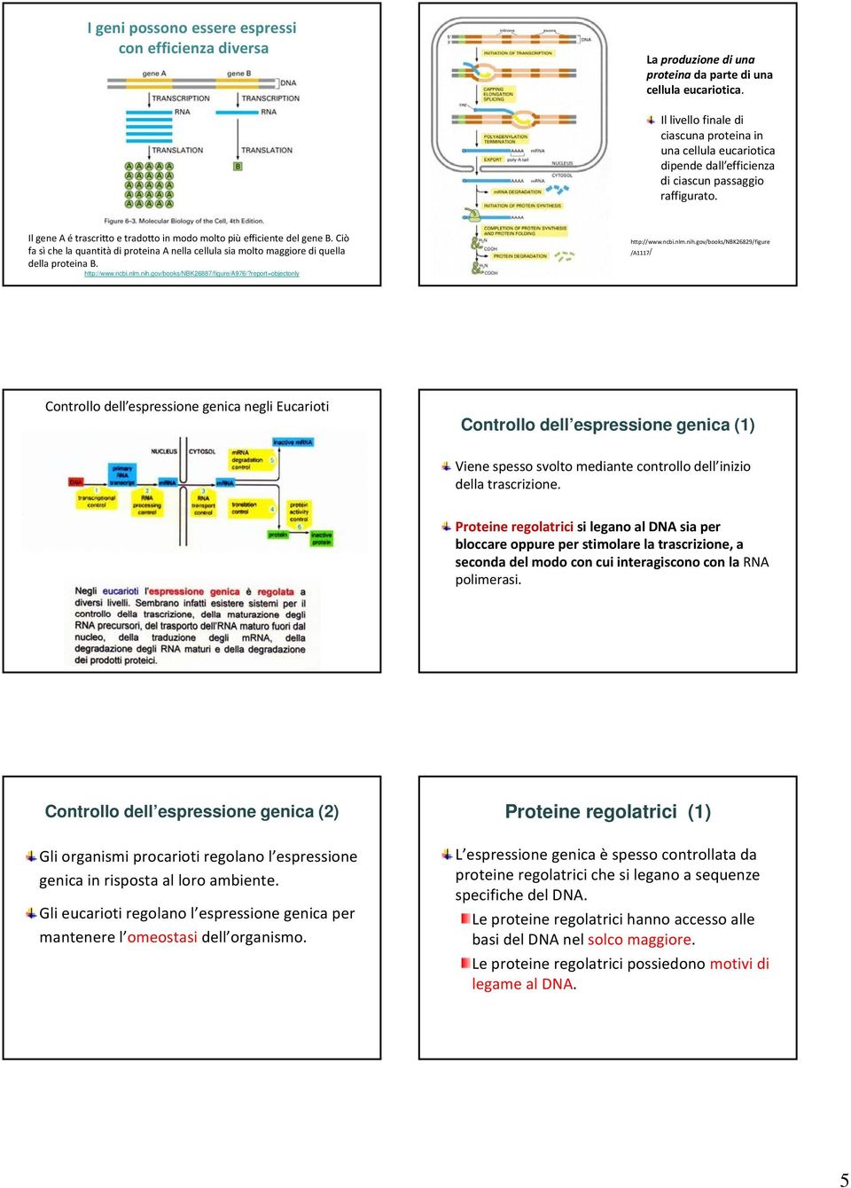 Ciò fa sì che la quantità di proteina A nella cellula sia molto maggiore di quella della proteina B. http://www.ncbi.nlm.nih.