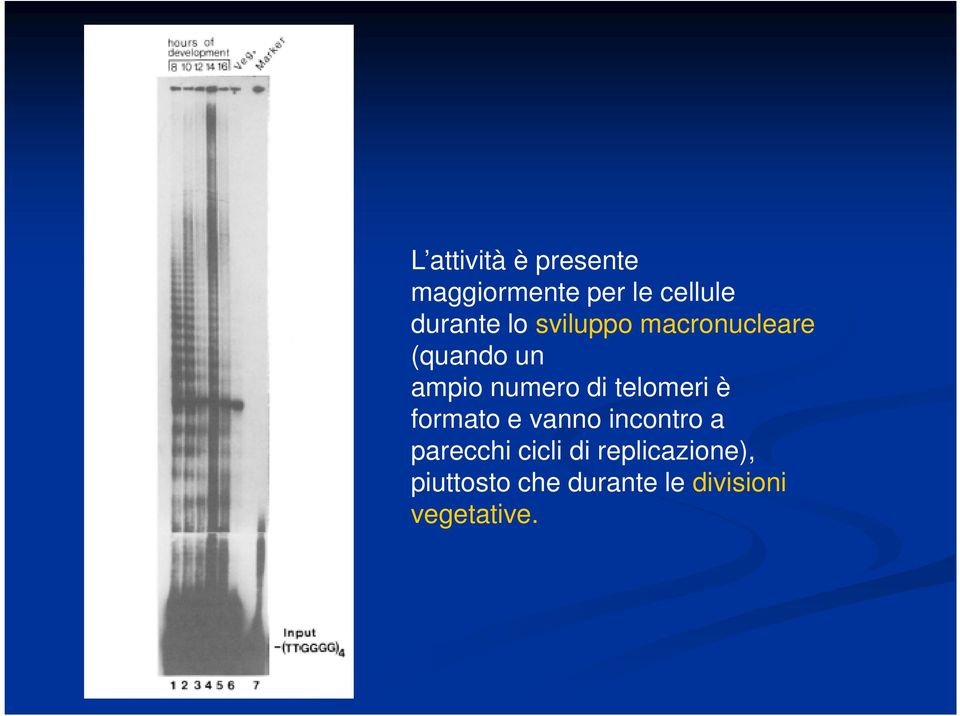 numero di telomeri è formato e vanno incontro a parecchi