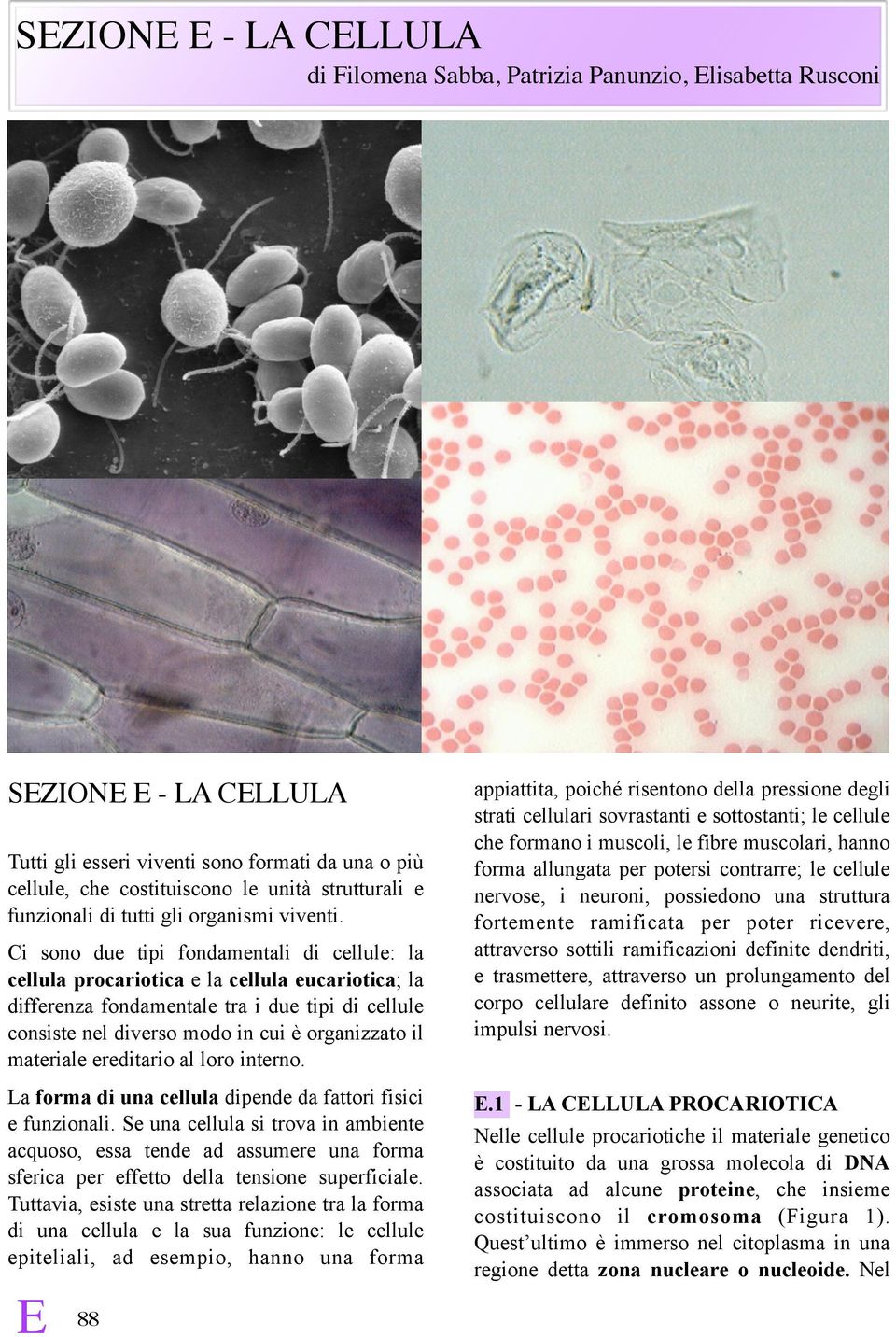 Ci sono due tipi fondamentali di cellule: la cellula procariotica e la cellula eucariotica; la differenza fondamentale tra i due tipi di cellule consiste nel diverso modo in cui è organizzato il