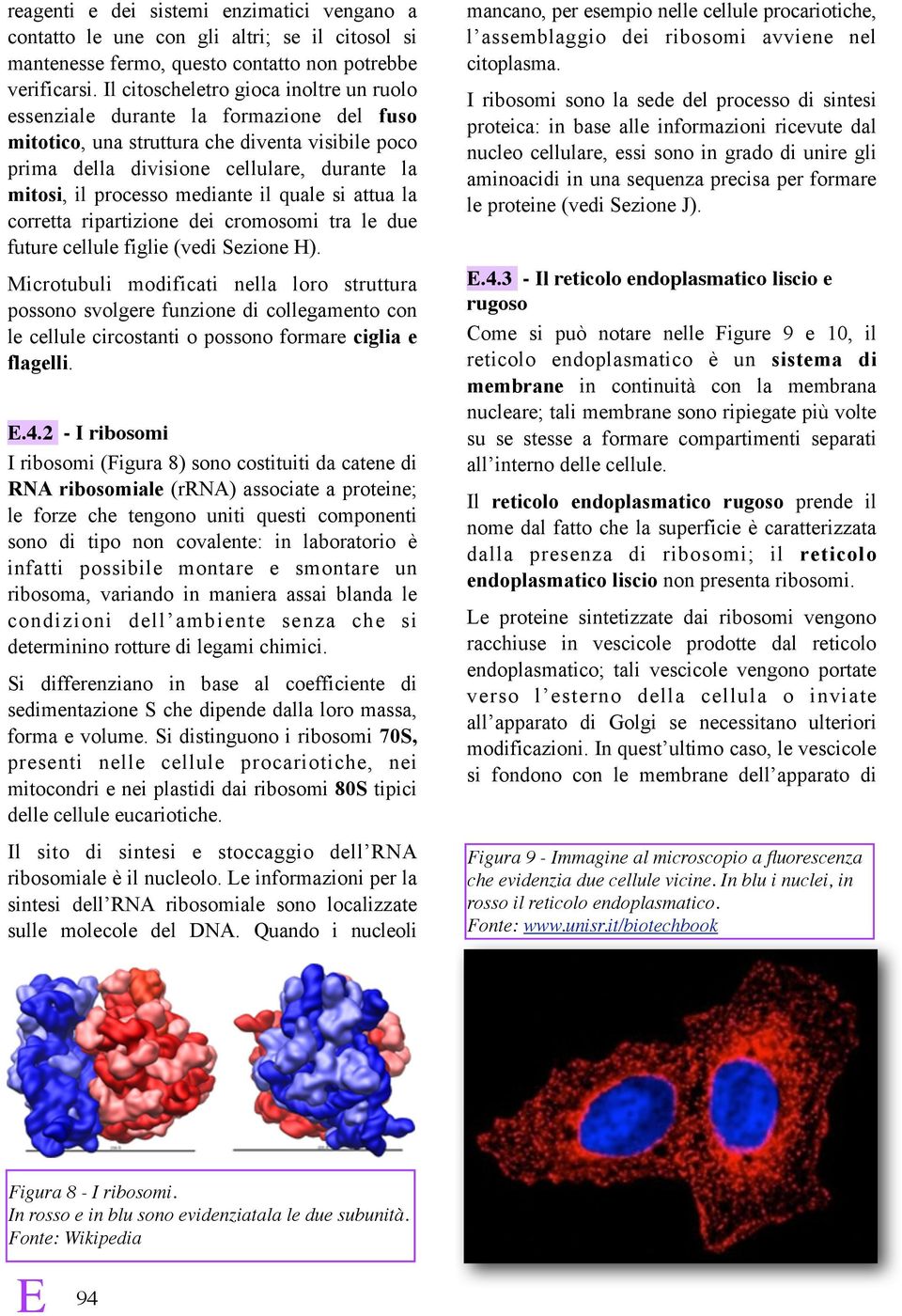 mediante il quale si attua la corretta ripartizione dei cromosomi tra le due future cellule figlie (vedi Sezione H).