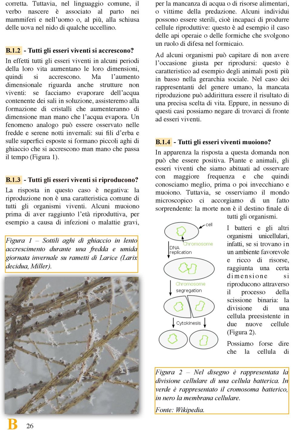 Ma l aumento dimensionale riguarda anche strutture non viventi: se facciamo evaporare dell acqua contenente dei sali in soluzione, assisteremo alla formazione di cristalli che aumenteranno di