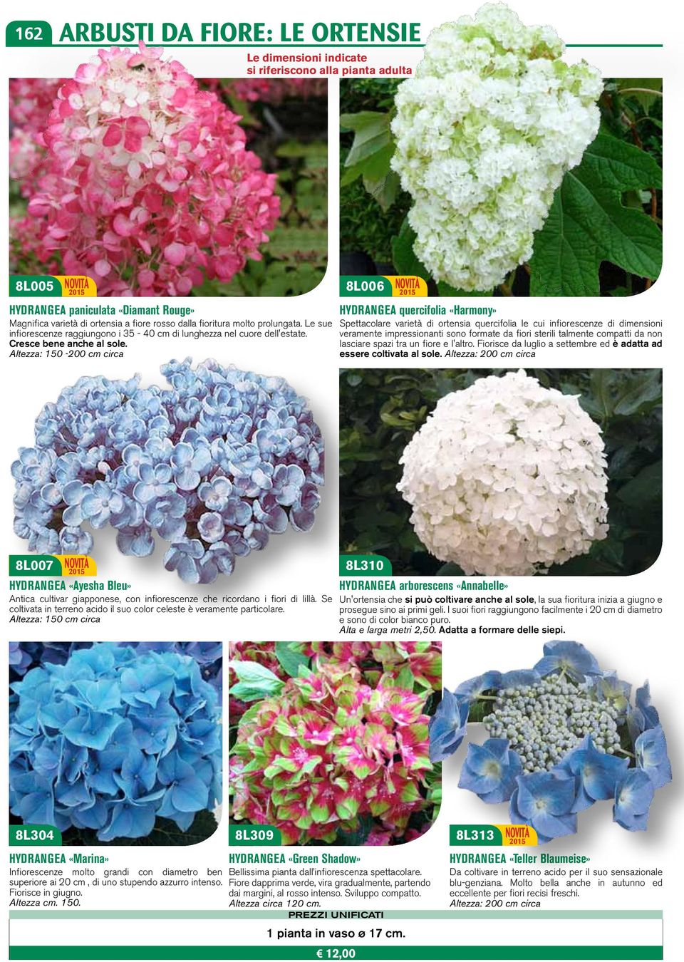 Altezza: 150-200 cm circa 8L006 HYDRANGEA quercifolia «Harmony» Spettacolare varietà di ortensia quercifolia le cui infiorescenze di dimensioni veramente impressionanti sono formate da fiori sterili