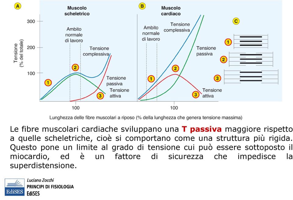 Questo pone un limite al grado di tensione cui può essere sottoposto il