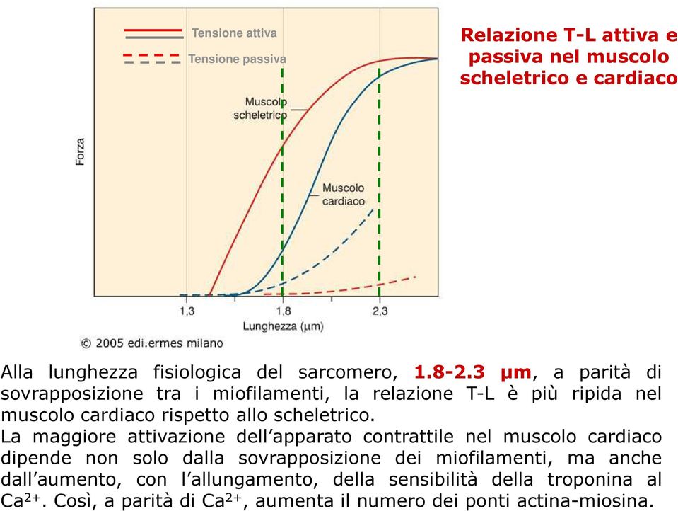 La maggiore attivazione dell apparato contrattile nel muscolo cardiaco dipende non solo dalla sovrapposizione dei miofilamenti, ma anche