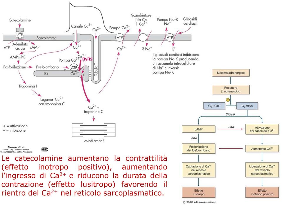 riducono la durata della contrazione (effetto lusitropo)