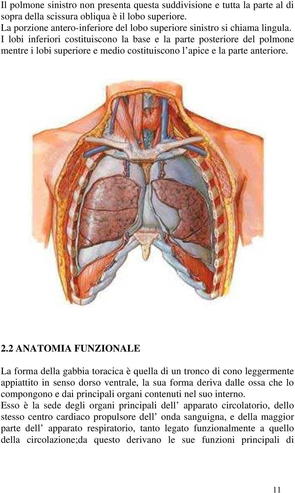 I lobi inferiori costituiscono la base e la parte posteriore del polmone mentre i lobi superiore e medio costituiscono l apice e la parte anteriore. 2.