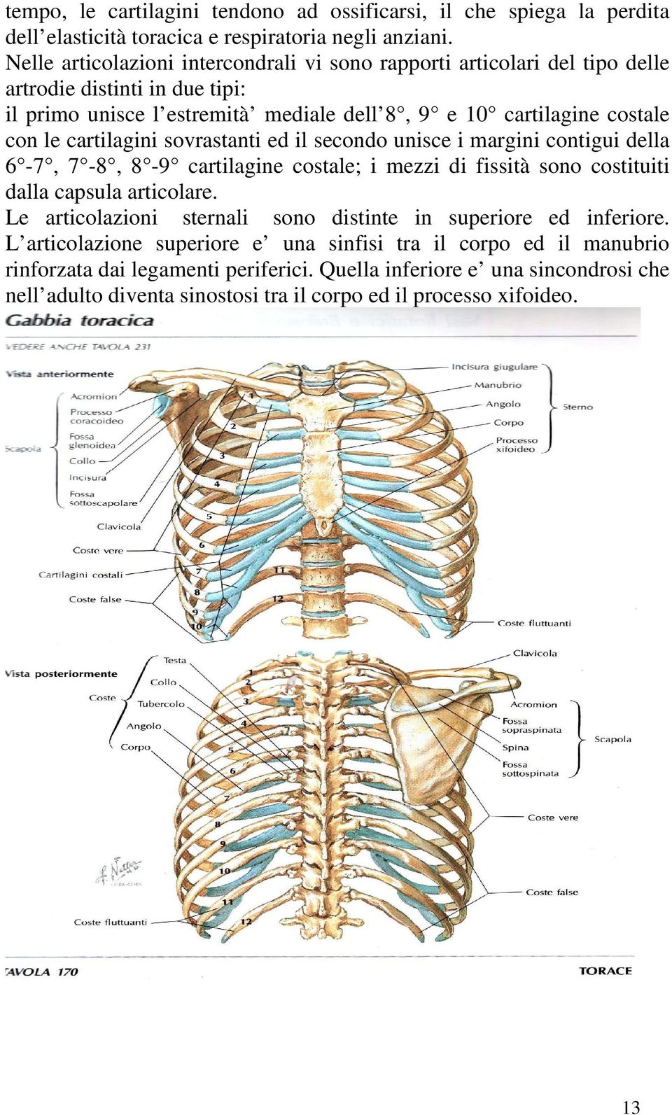 cartilagini sovrastanti ed il secondo unisce i margini contigui della 6-7, 7-8, 8-9 cartilagine costale; i mezzi di fissità sono costituiti dalla capsula articolare.