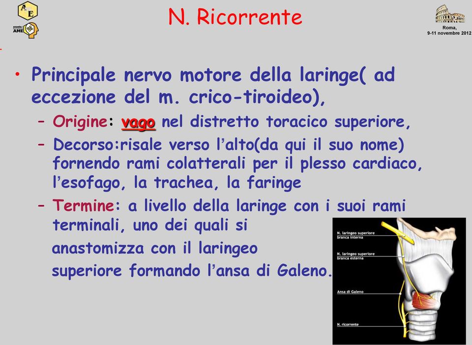 suo nome) fornendo rami colatterali per il plesso cardiaco, l esofago, la trachea, la faringe Termine: