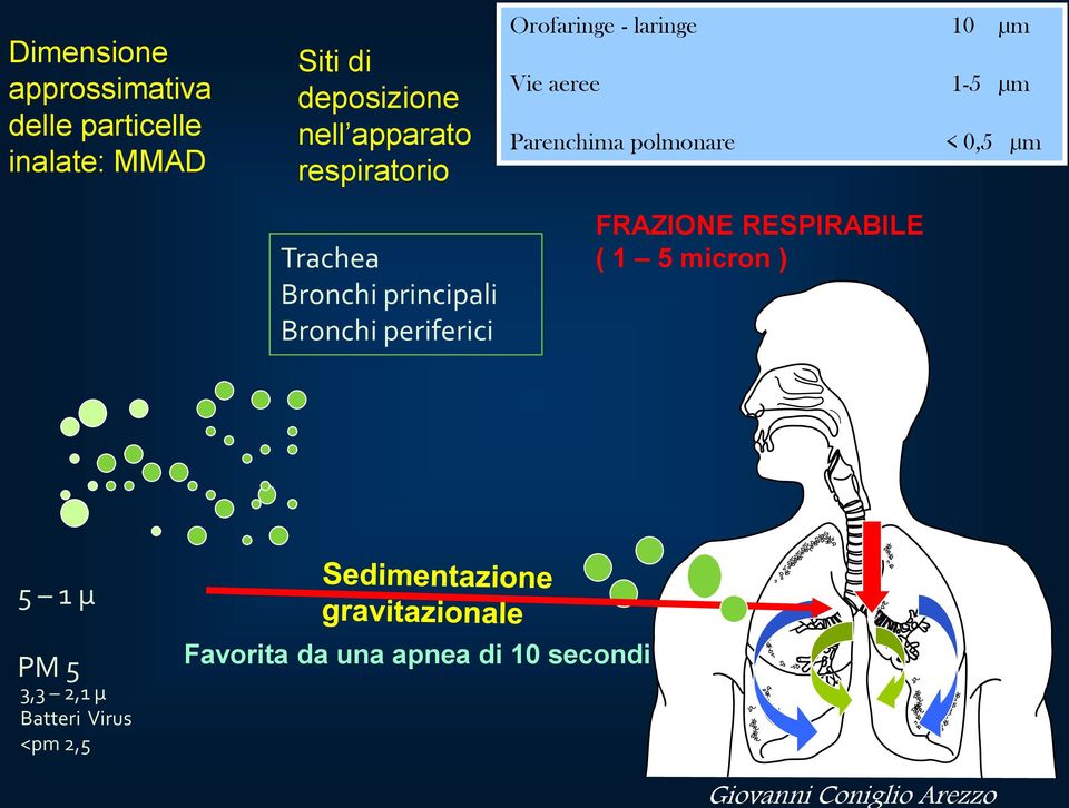 laringe 10 µm Vie aeree 1-5 µm Parenchima polmonare < 0,5 µm FRAZIONE RESPIRABILE (