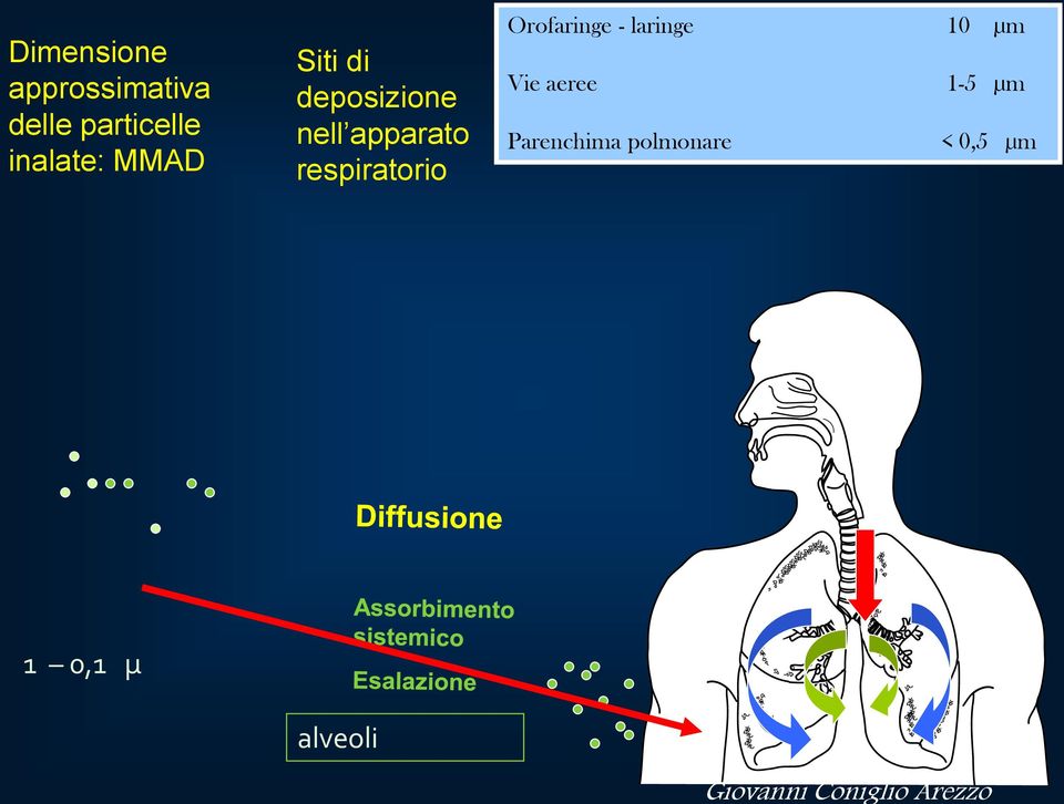 respiratorio Orofaringe - laringe 10 µm Vie