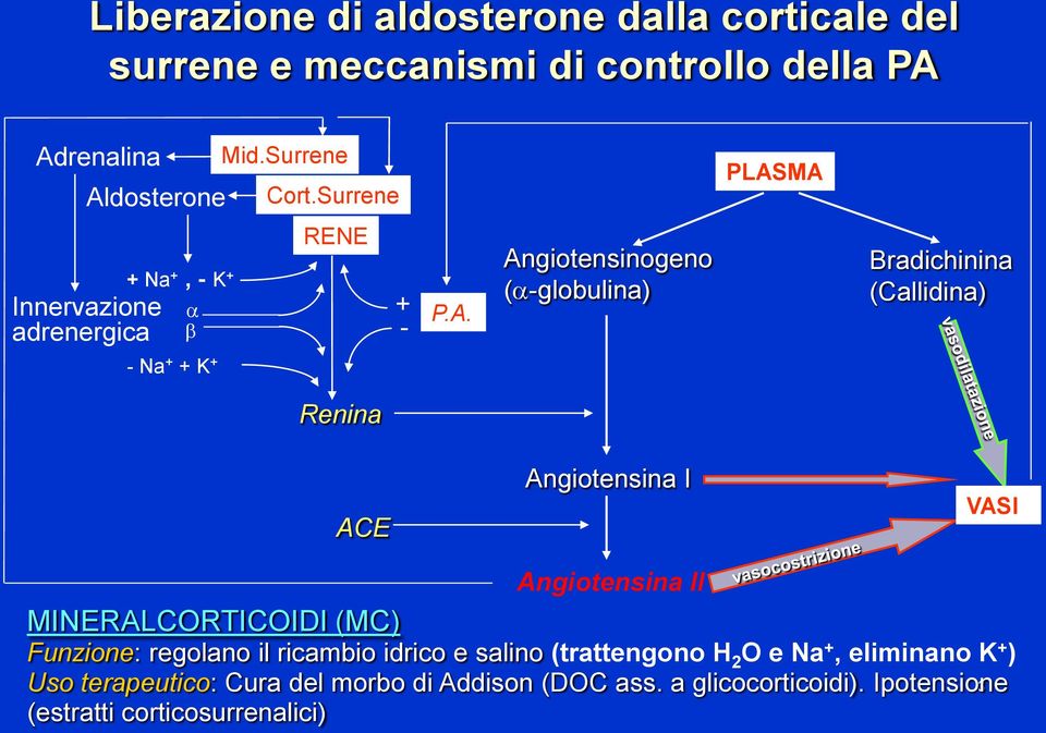 MA Innervazione adrenergica a, - K a b REE - P.A. Angiotensinogeno (a-globulina) Bradichinina (Callidina) - a K Renina ACE