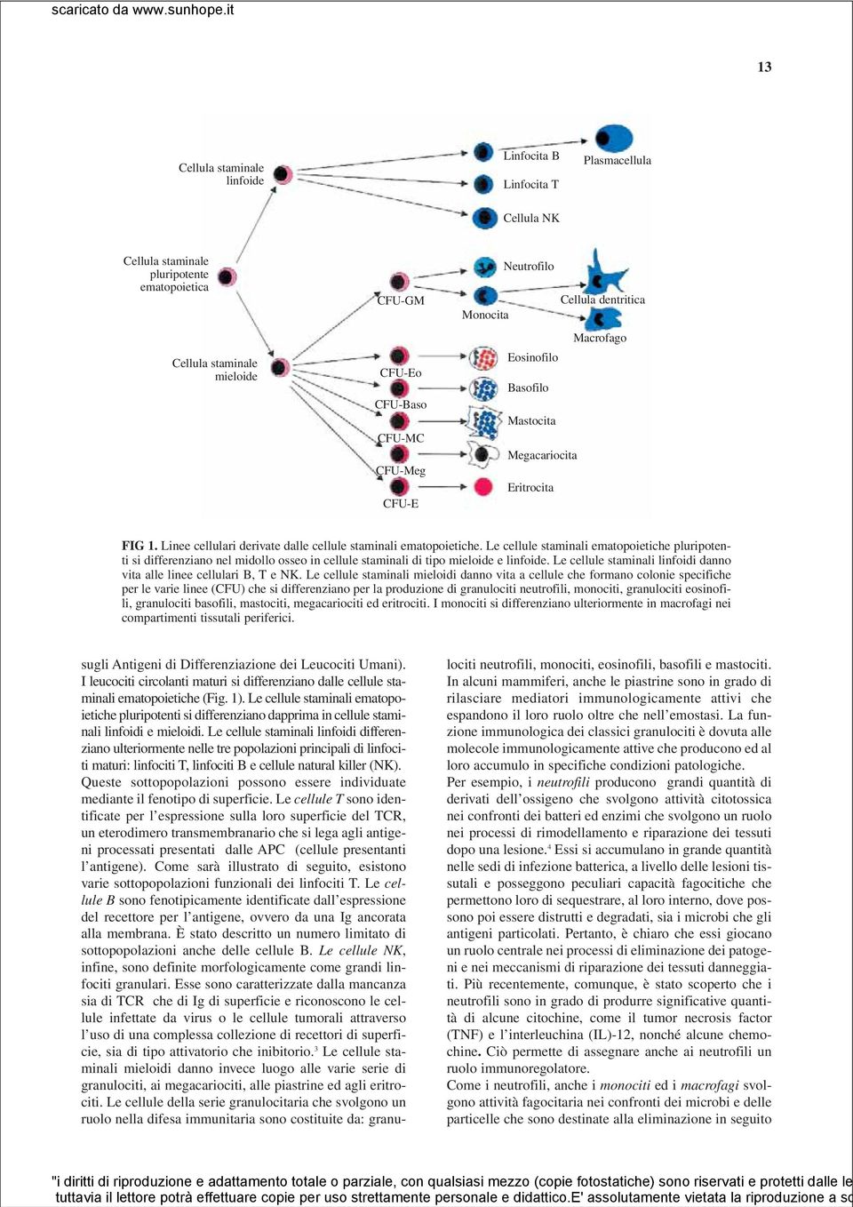 Le cellule staminali ematopoietiche pluripotenti si differenziano nel midollo osseo in cellule staminali di tipo mieloide e linfoide.