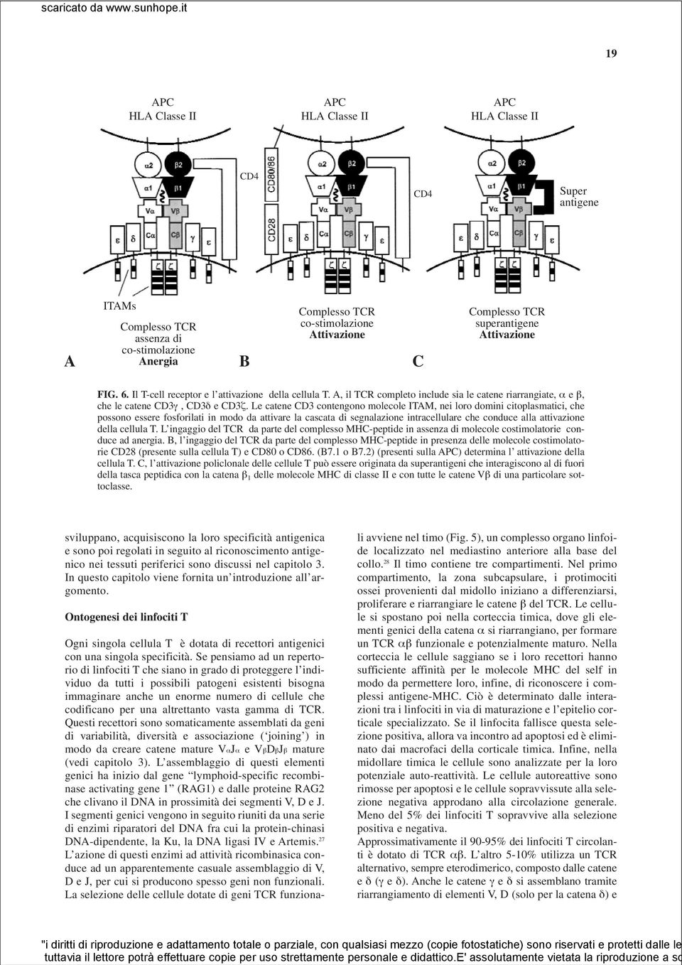 Le catene CD3 contengono molecole ITAM, nei loro domini citoplasmatici, che possono essere fosforilati in modo da attivare la cascata di segnalazione intracellulare che conduce alla attivazione della