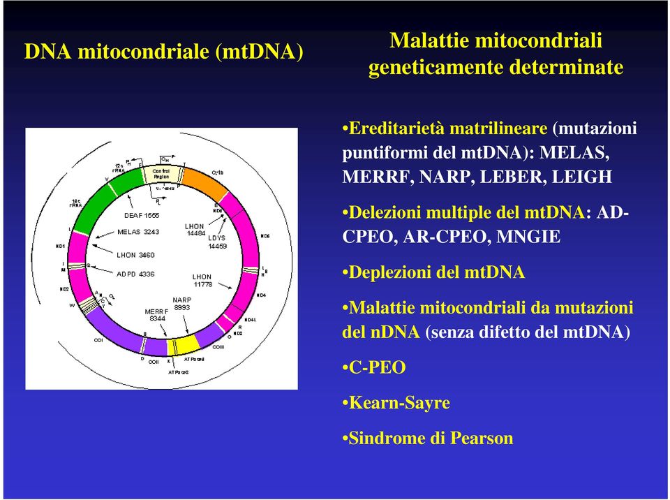 Delezioni multiple del mtdna: AD- CPEO, AR-CPEO, MNGIE Deplezioni del mtdna Malattie
