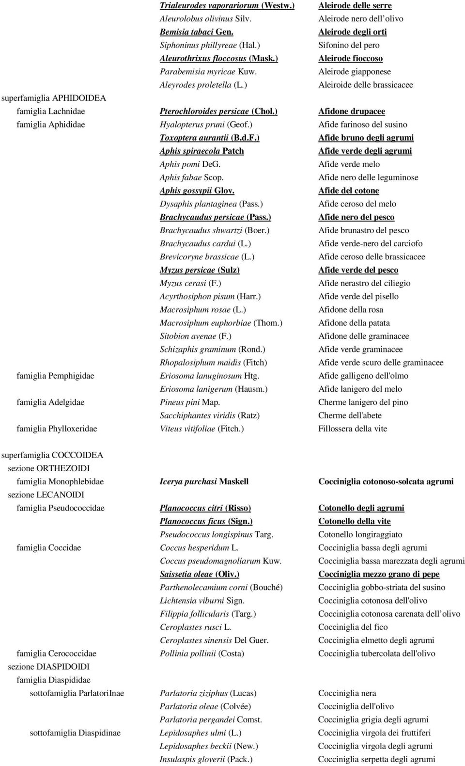 ) Aleiroide delle brassicacee superfamiglia APHIDOIDEA famiglia Lachnidae Pterochloroides persicae (Chol.) Afidone drupacee famiglia Aphididae Hyalopterus pruni (Geof.