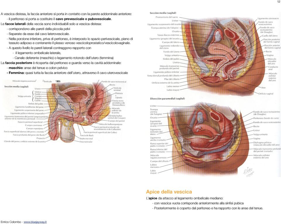 - Nella porzione inferiore, priva di peritoneo, è interposto lo spazio perivescicale, pieno di tessuto adiposo e contenente il plesso venoso vescicoloprostatico/vescicolovaginale.