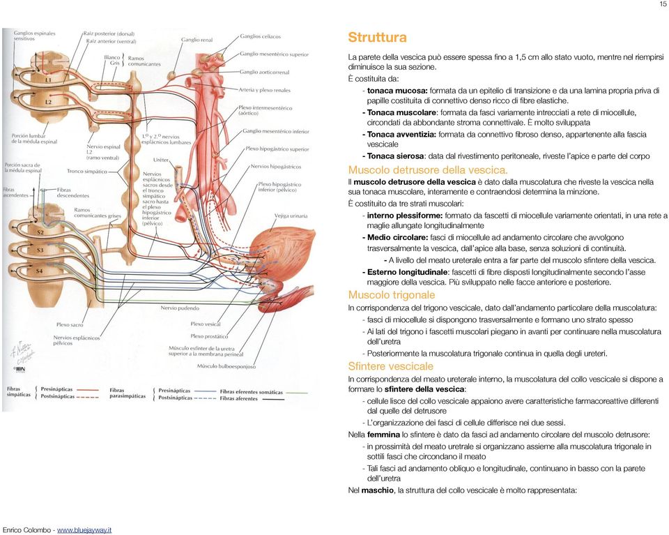 - Tonaca muscolare: formata da fasci variamente intrecciati a rete di miocellule, circondati da abbondante stroma connettivale.