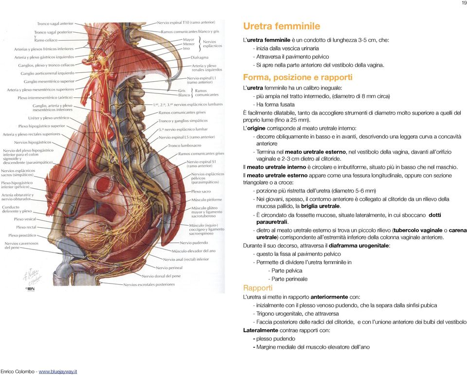 Forma, posizione e rapporti L uretra femminile ha un calibro ineguale: - più ampia nel tratto intermedio, (diametro di 8 mm circa) - Ha forma fusata È facilmente dilatabile, tanto da accogliere