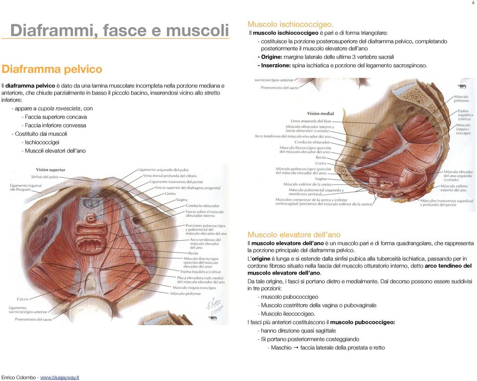 laterale delle ultime 3 vertebre sacrali - Inserzione: spina ischiatica e porzione del legamento sacrospinoso.