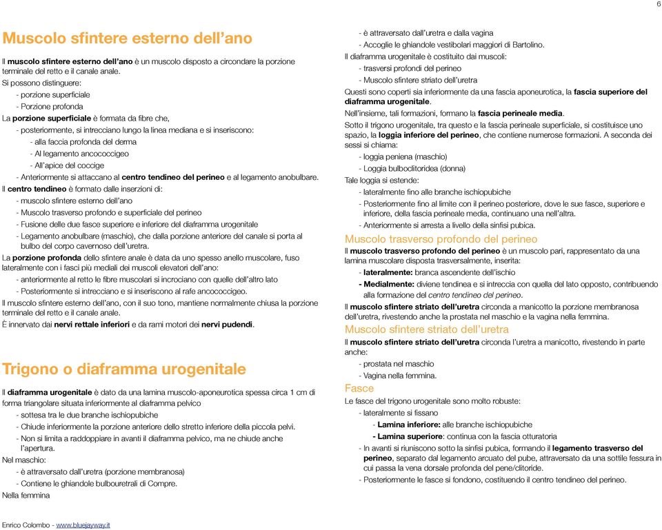 faccia profonda del derma - Al legamento ancococcigeo - All apice del coccige - Anteriormente si attaccano al centro tendineo del perineo e al legamento anobulbare.