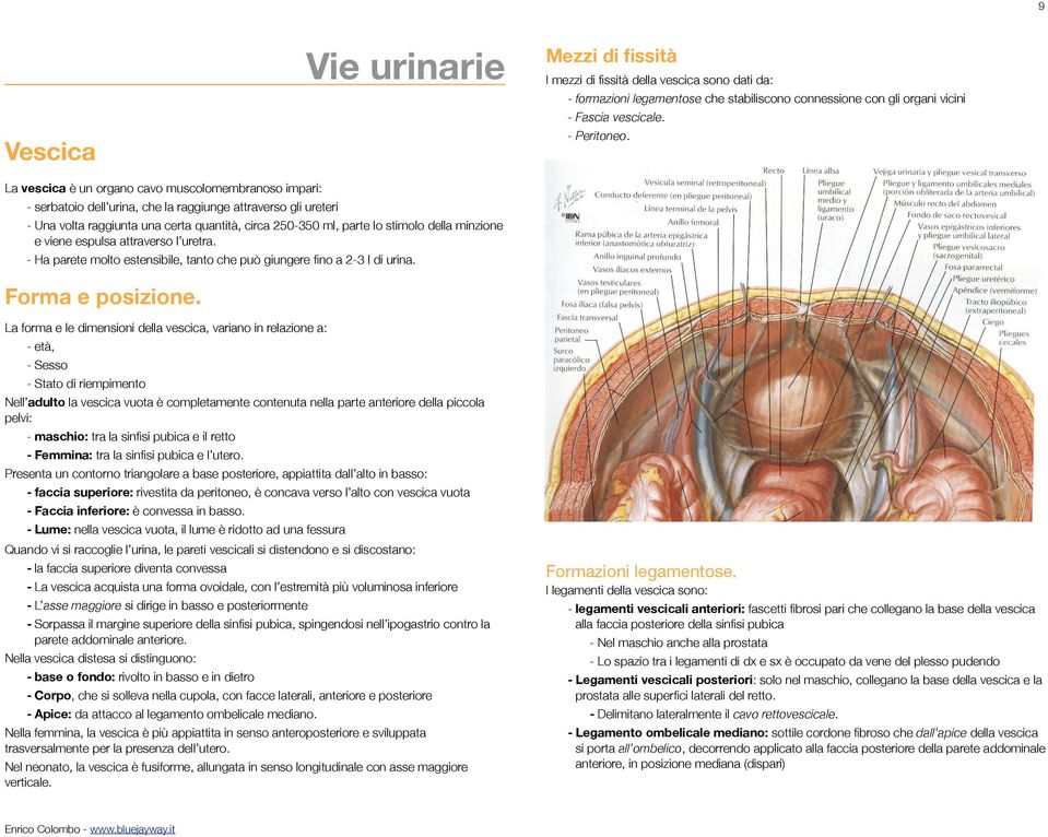 della minzione e viene espulsa attraverso l uretra. - Ha parete molto estensibile, tanto che può giungere fino a 2-3 l di urina. Forma e posizione.