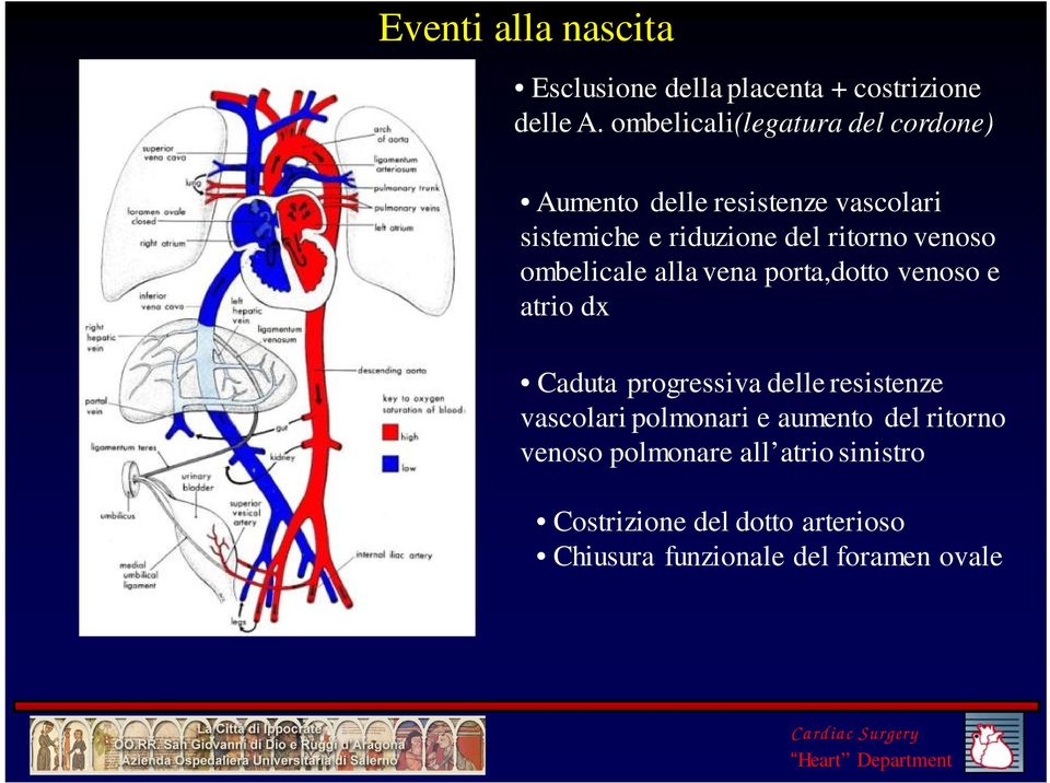 venoso ombelicale alla vena porta,dotto venoso e atrio dx Caduta progressiva delle resistenze vascolari