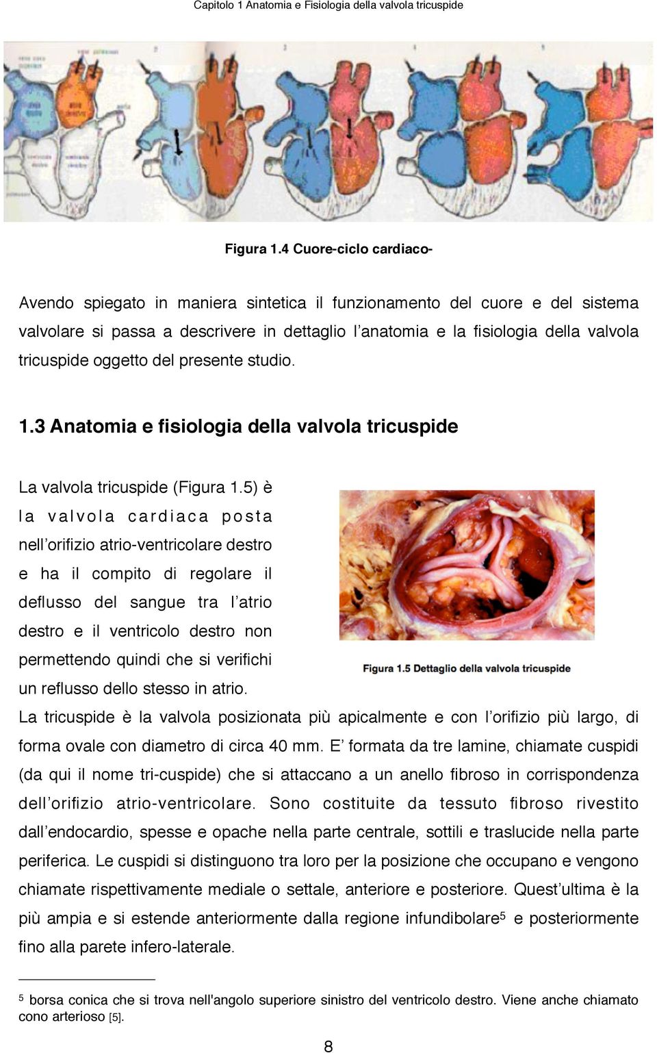 oggetto del presente studio. 1.3 Anatomia e fisiologia della valvola tricuspide La valvola tricuspide (Figura 1.