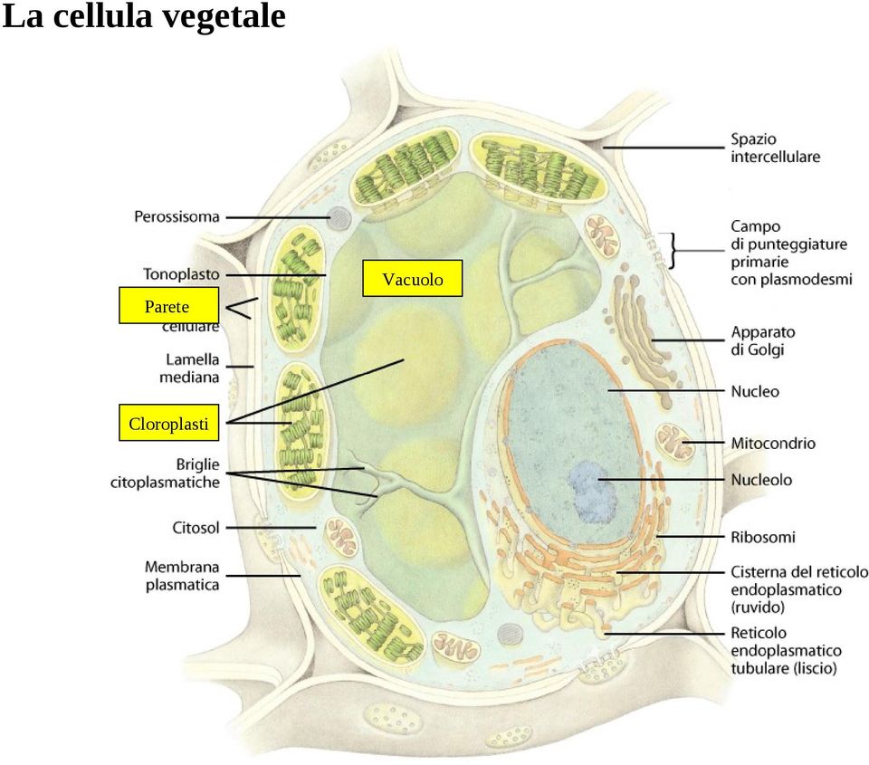 Vacuolo