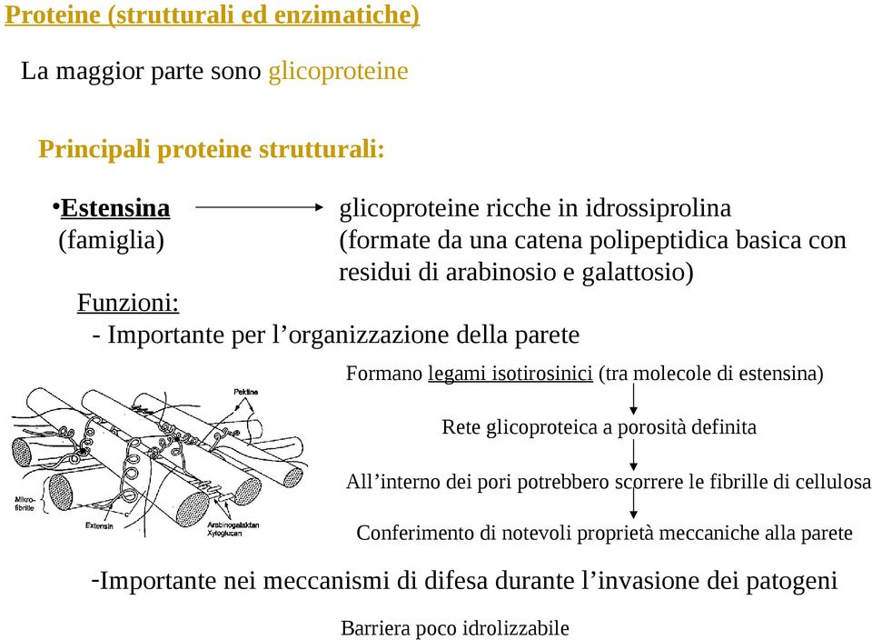 Formano legami isotirosinici (tra molecole di estensina) Rete glicoproteica a porosità definita All interno dei pori potrebbero scorrere le fibrille di