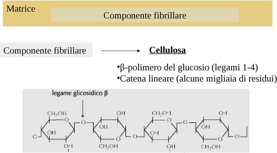 β-polimero del glucosio (legami