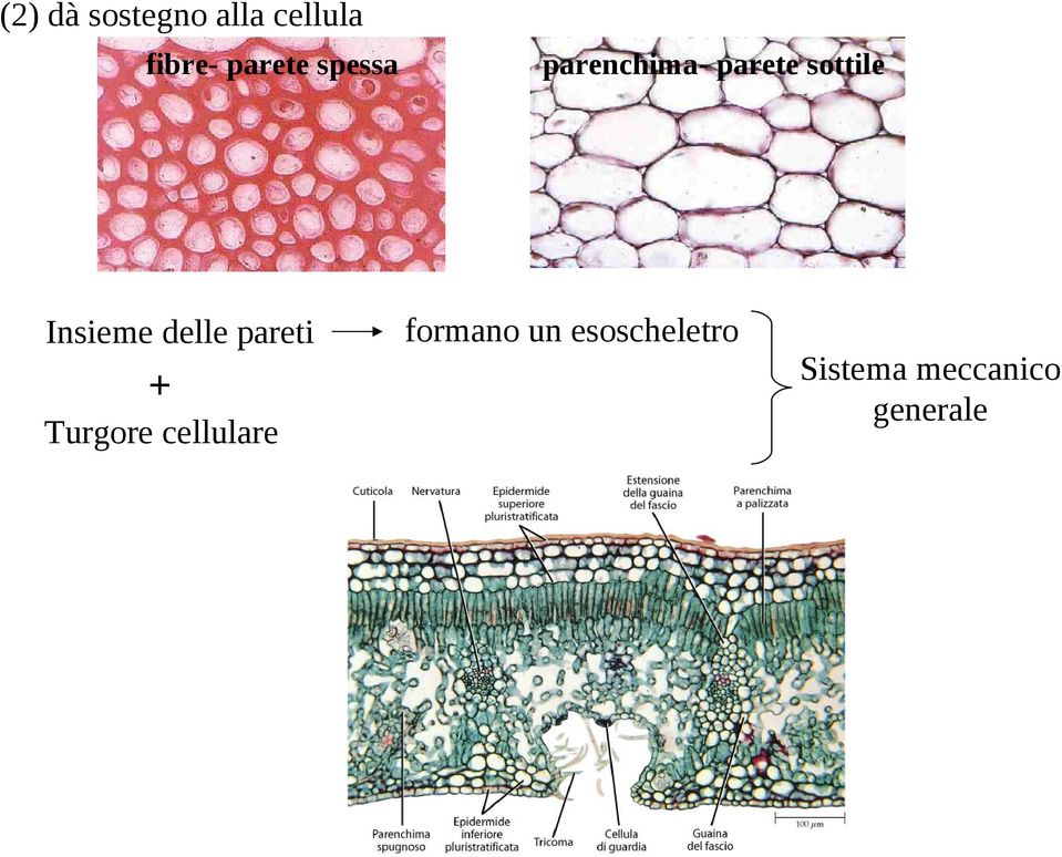 Turgore cellulare parenchima- parete