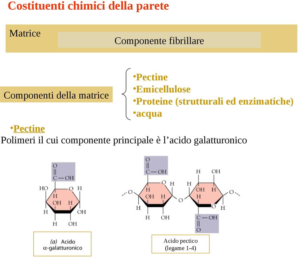 (strutturali ed enzimatiche) acqua Pectine Polimeri il cui