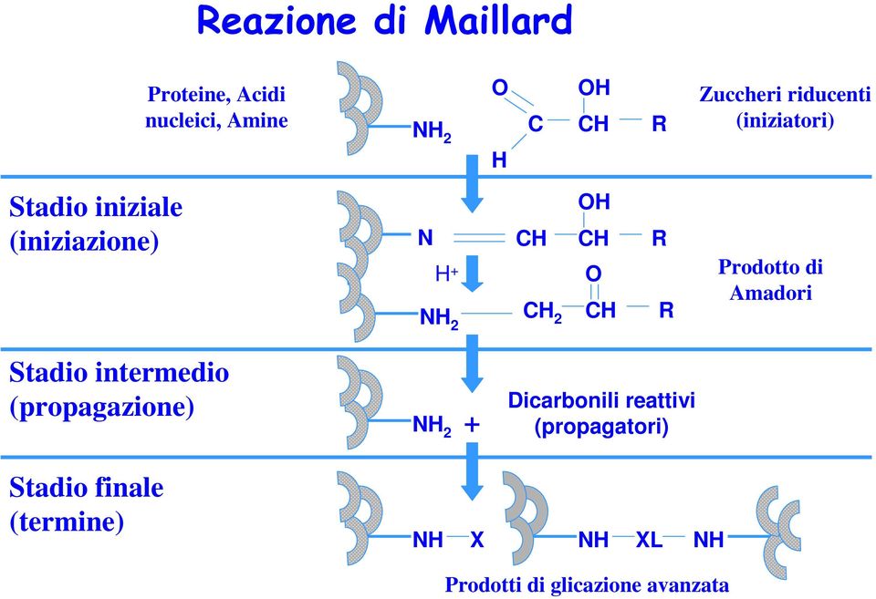 (iniziatori) Prodotto di Amadori Stadio intermedio (propagazione) NH 2 +