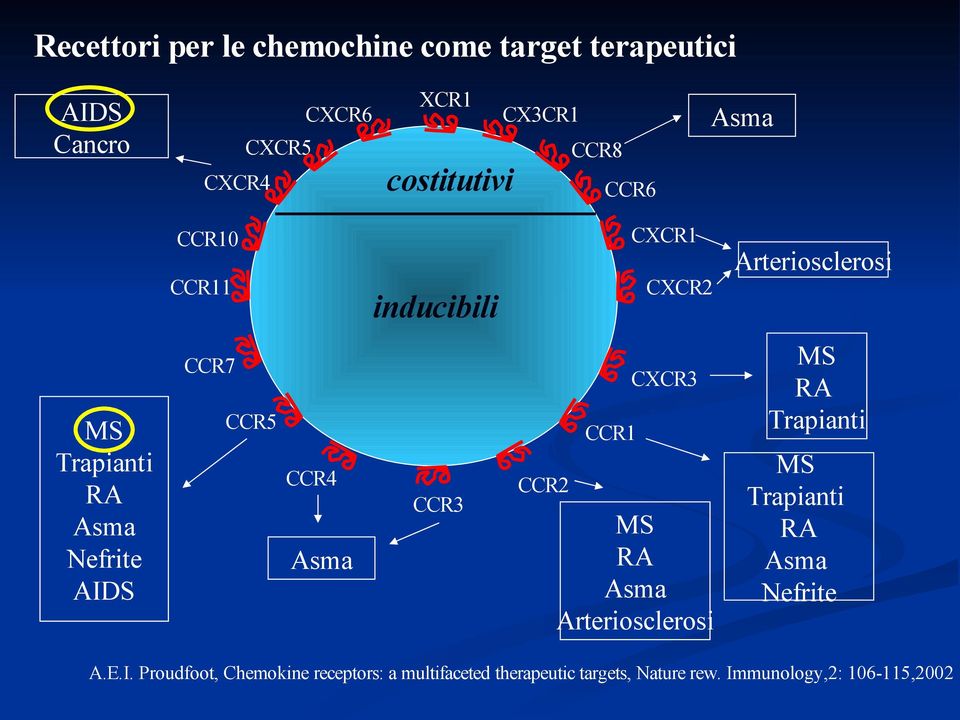 CCR4 Asma CCR3 CCR2 CCR1 CXCR3 MS RA Asma Arteriosclerosi MS RA Trapianti MS Trapianti RA Asma Nefrite A.E.