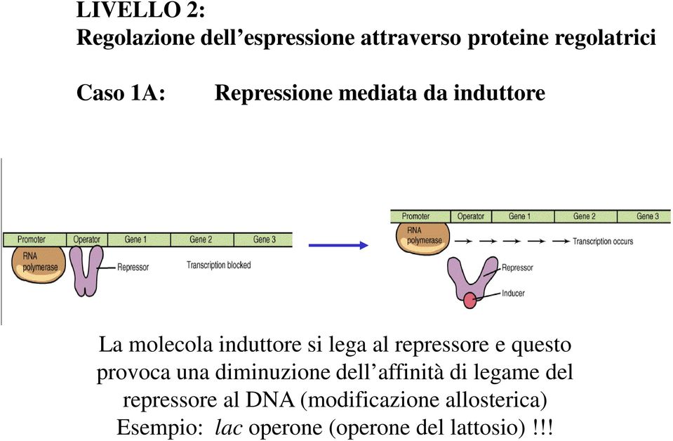 repressore e questo provoca una diminuzione dell affinità di legame del